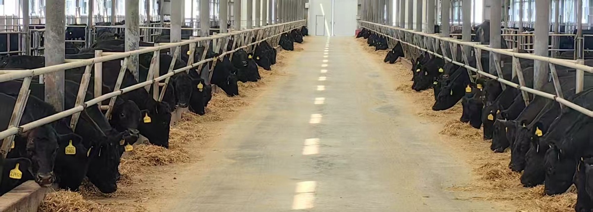 照片-秸秆饲料化利用指导意见 - 副本.jpg